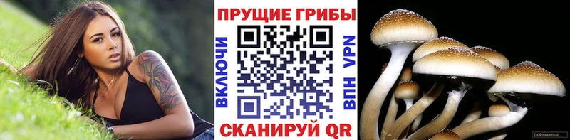 Псилоцибиновые грибы Psilocybe  гидра ТОР  Данилов  купить закладку 